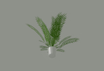 Palm Plant