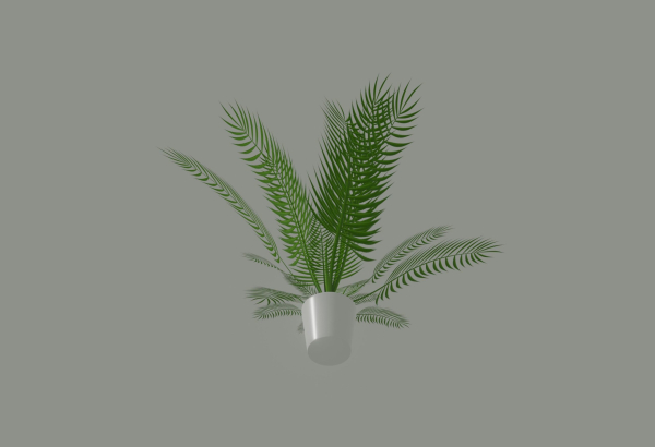 Palm Plant