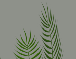 Palm Plant