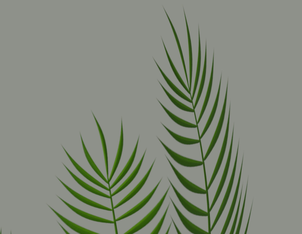 Palm Plant