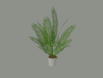 Palm Plant