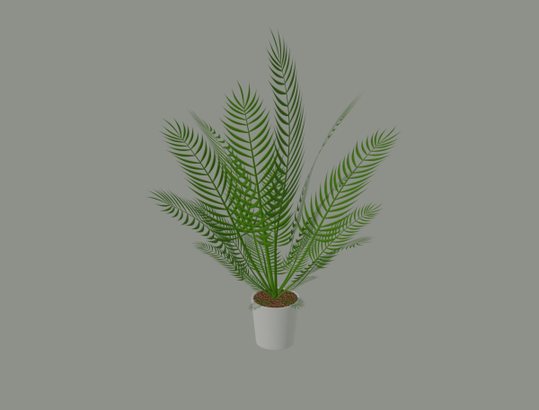 Palm Plant