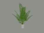 Palm Plant