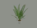 Palm Plant