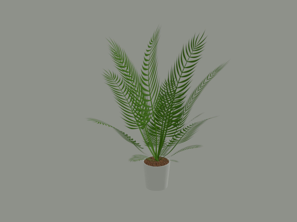 Palm Plant