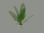 Palm Plant