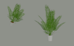 Palm Plant