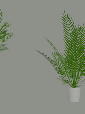 Palm Plant