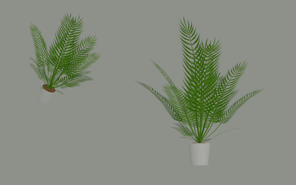 Palm Plant