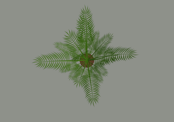 Palm Plant