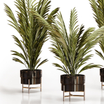 Palm plants 2