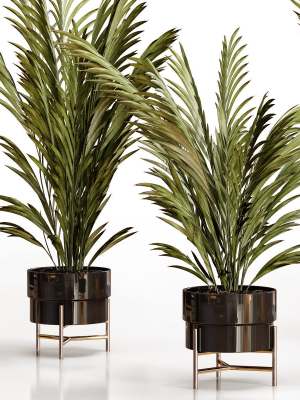 palm-plants-2-3d-model-max-obj-fbx