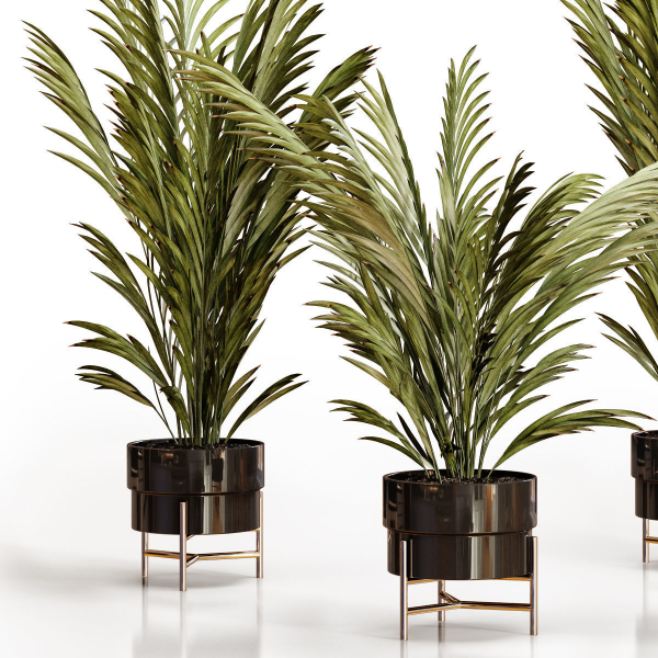 Palm plants 2