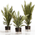 Palm plants 2