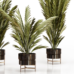 Palm plants 2