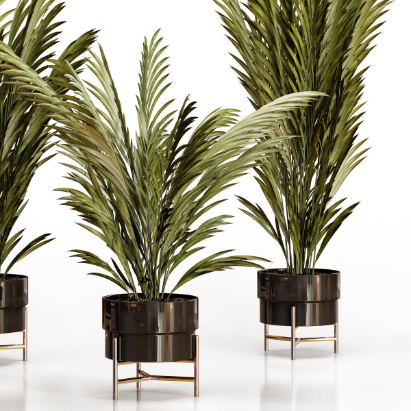 Palm plants 2
