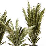 Palm plants 2