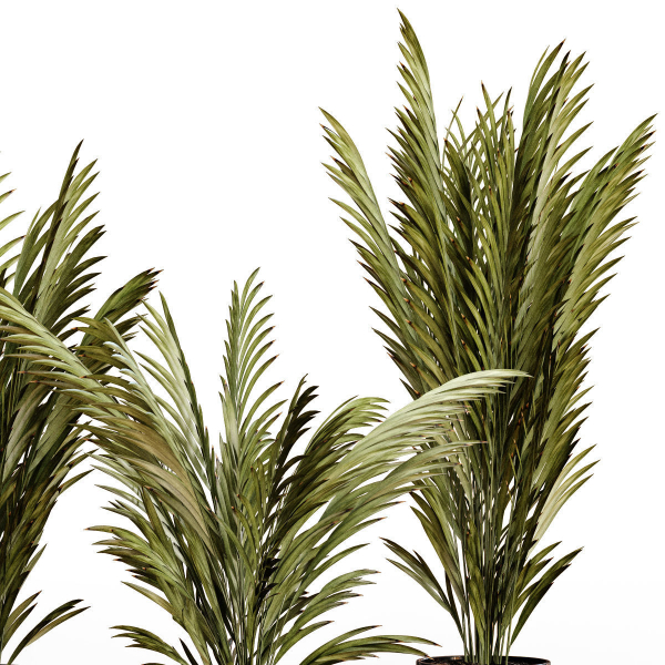 Palm plants 2