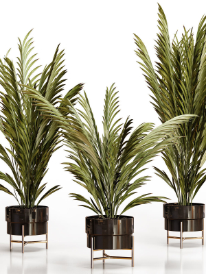 Palm plants 2