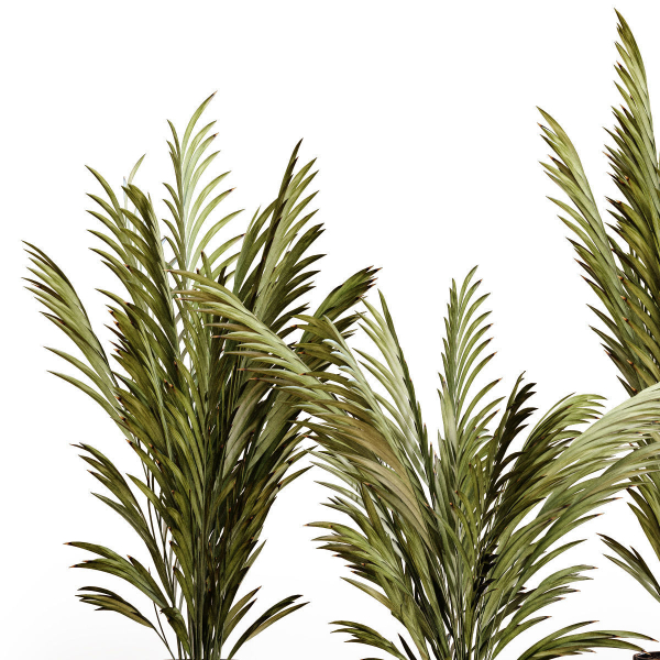 Palm plants 2