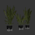 Palm plants 2