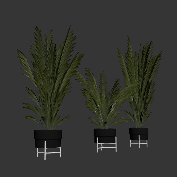 Palm plants 2