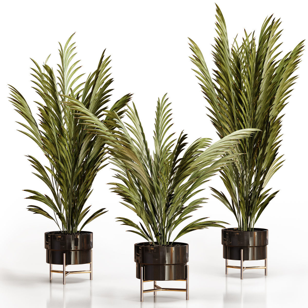 Palm plants 2