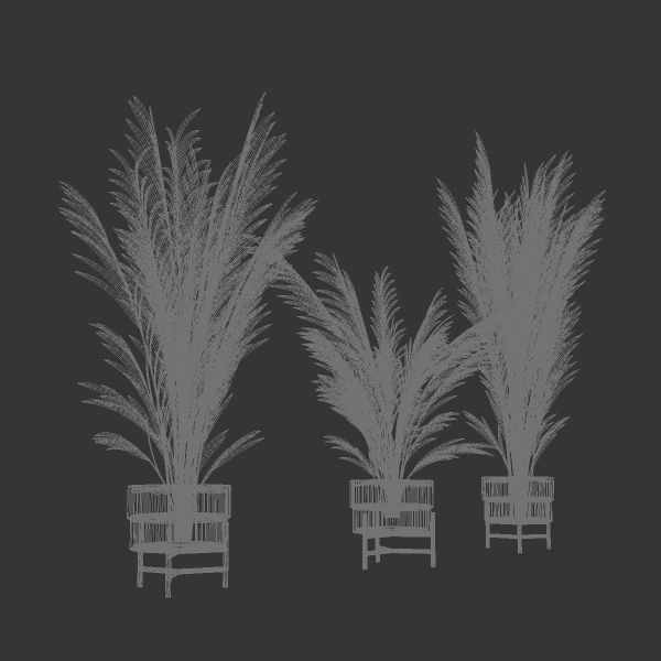 Palm plants 2