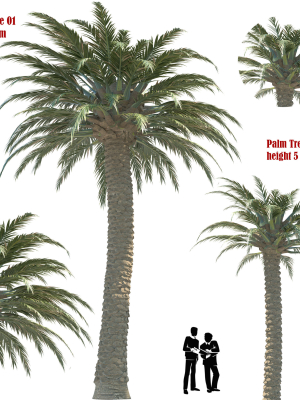 palm-tree-01-3d-model-max-obj-fbx