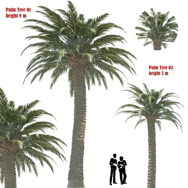 Palm Tree 01