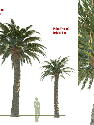 Palm Tree 01