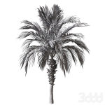 Palm Tree