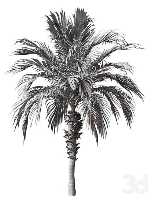 palm-tree-3d-model-0a583e9fe6