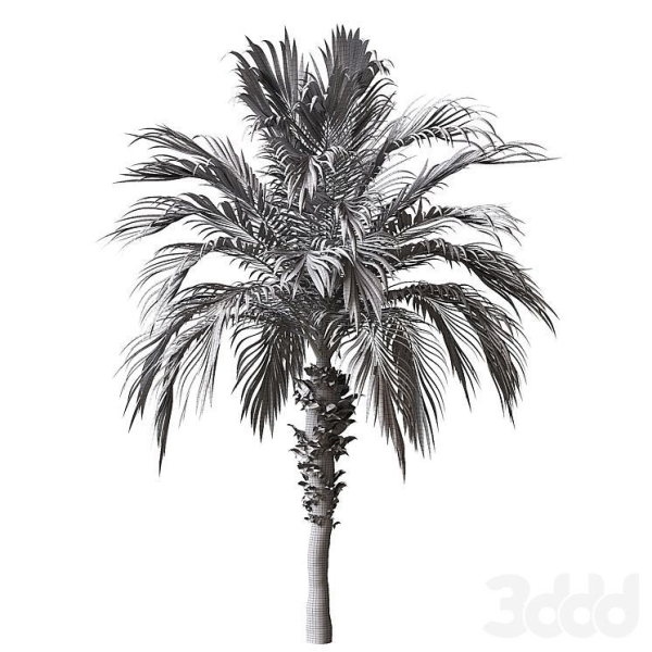 Palm Tree