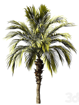 Palm Tree