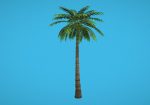 Palm Tree