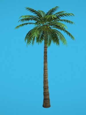 palm-tree-3d-model-fbx