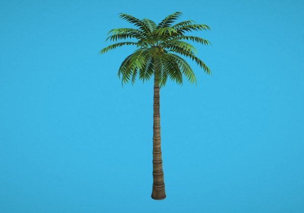 Palm Tree