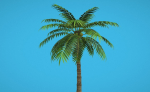 Palm Tree