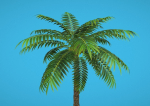 Palm Tree
