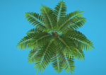 Palm Tree