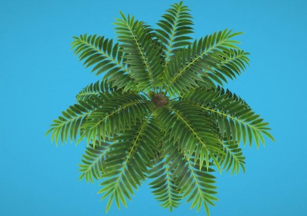 Palm Tree