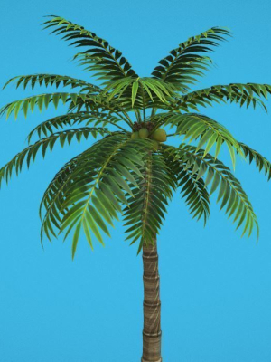 Palm Tree