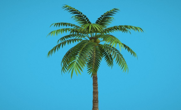Palm Tree