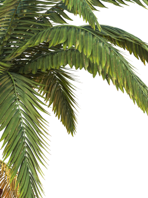 palm-tree-3d-model-max-obj-fbx