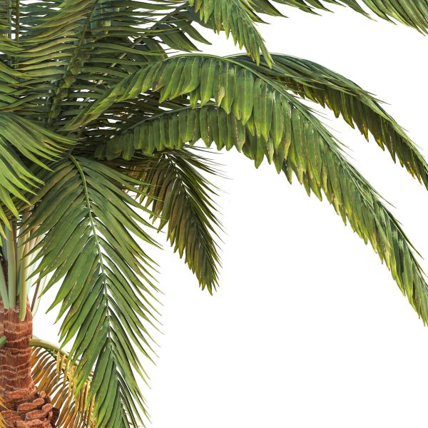 palm tree