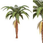 palm tree