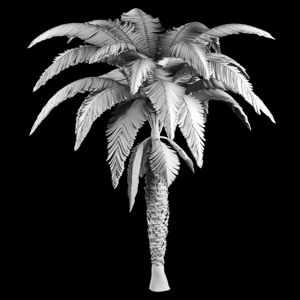 palm tree