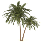 palm tree 70