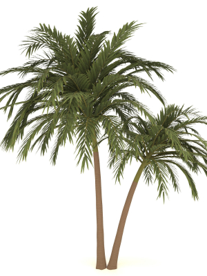 palm tree 70